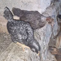 جوجه محلی ضمانتی رحمانی