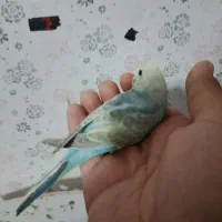 مرغ عشق رینبو و رینبو انگلیسی|پرنده|رشت, پیرکلاچای|دیوار