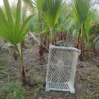 پالم نشایی تا یک متری همه سایزها|گل و گیاه طبیعی|آمل, |دیوار