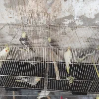 عروس هلندی تعداد بالغ و جوجه