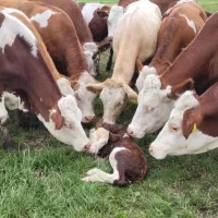 فروش ۳ راس گاو شیری جوان به همراه گوساله