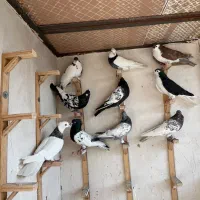 کفتر بوم|پرنده|مشهد, کوشش|دیوار