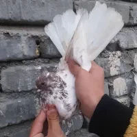 ۳ عدد کبوتر های گرفتنی