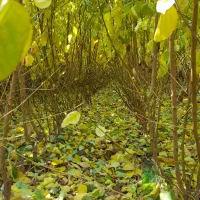 تولیدفروش نهال