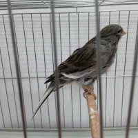 قناری سوپر نر طوسی