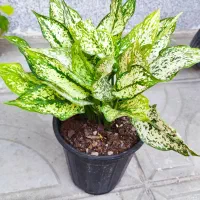 گل آگلونما برفی و پتوس نئون