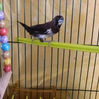 فنچ بنگالی نر|پرنده|مشهد, شهرک ابوذر|دیوار