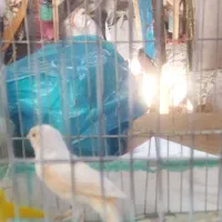 قناری موزاییکی ماده|پرنده|اسفرورین, |دیوار