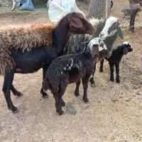 میش|حیوانات مزرعه|قیدار, |دیوار