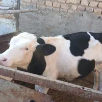 فروش دوتا گوساله پای پروار درجه یک