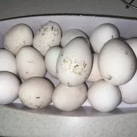 تخم قو غاز نطفه دار