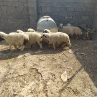 فروش بره