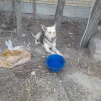 سگ هاسکی ماده جوان