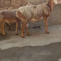 قوچ چینی(افغانی )