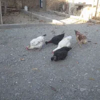 مرغ و جوجه|حیوانات مزرعه|تویسرکان, |دیوار