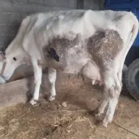 گاو شیری و گوساله