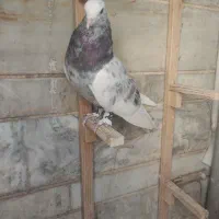 کبوتر|پرنده|شیراز, نصر|دیوار