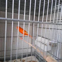 قناری|پرنده|کرج, کوی امامیه|دیوار