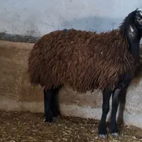 گوسفند ناب و اصیل و دوقلوزا شالی میش بره قوچ|حیوانات مزرعه|شال, |دیوار