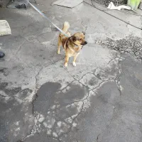 پامرین|سگ|مرند, |دیوار