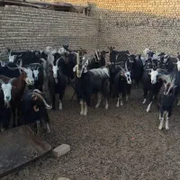 بز داشتی|حیوانات مزرعه|جوادآباد, |دیوار