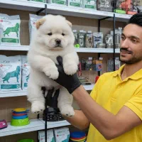 سگ چاو چاو خرسی فلت عروسکی|سگ|کرج, فاز ۱ مهرشهر|دیوار