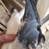 دم سیاه طوقی سرور|پرنده|قم, چهار مردان|دیوار