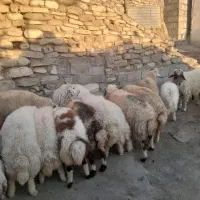 بره نر|حیوانات مزرعه|گهواره, |دیوار