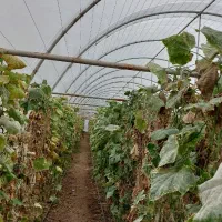 فروش سازه گلخانه|مصالح و تجهیزات ساختمان|یامچی, |دیوار