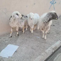 ۲راس میش جوان بره دار هر ۲راس بره نر