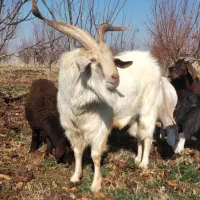 نر بز سانن اصل