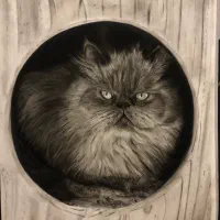 سیاه قلم سفارشی هنر شما در قاب|تابلو، نقاشی، عکس|بهارستان, |دیوار