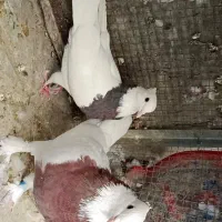 نر و ماده طوقی|پرنده|بیرجند, |دیوار