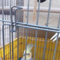 فروش دوعدد عروس|پرنده|قمصر, |دیوار