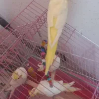 جوجه عروس هلندی|پرنده|فومن, |دیوار