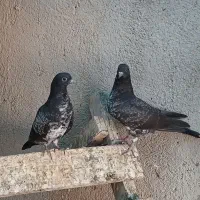 کبوتر پرشی|پرنده|تهران, شهرک محلاتی|دیوار