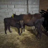 گاو محلی|حیوانات مزرعه|شاهرود, |دیوار