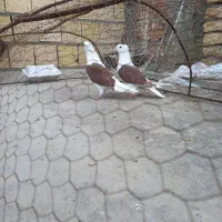 کبوتر فروشی