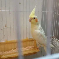 عروس هلندی لوتینو|پرنده|مشهد, کشف|دیوار