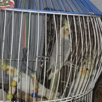 سه عدد عروس هلندی سرحال آماده جفت گیری۶ماهه|پرنده|طاهرگوراب, |دیوار