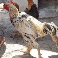 خروس پاپر، خروس لاری