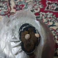 مهره|کلکسیون اشیاء عتیقه|اهواز, کوی علوی|دیوار