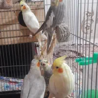 یک جفت عروس هلندی