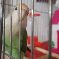 کوتوله برزیلی نر معاوضه با ماده فیشر