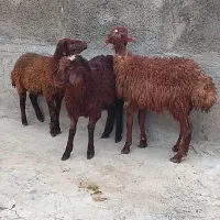 گوسفند برخ