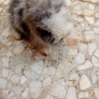 بچه خرگوش لوپ