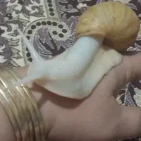 ۵عددحلزون بزرگ تخم گذار