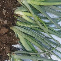 آلوورا ریشه دار