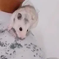 حیوانات همستر|موش و خرگوش|مشهد, حضرت حجت|دیوار