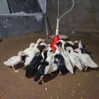 اردک ۲ ماهه ارسال از سیرجان جنسیت مرغ و خروس